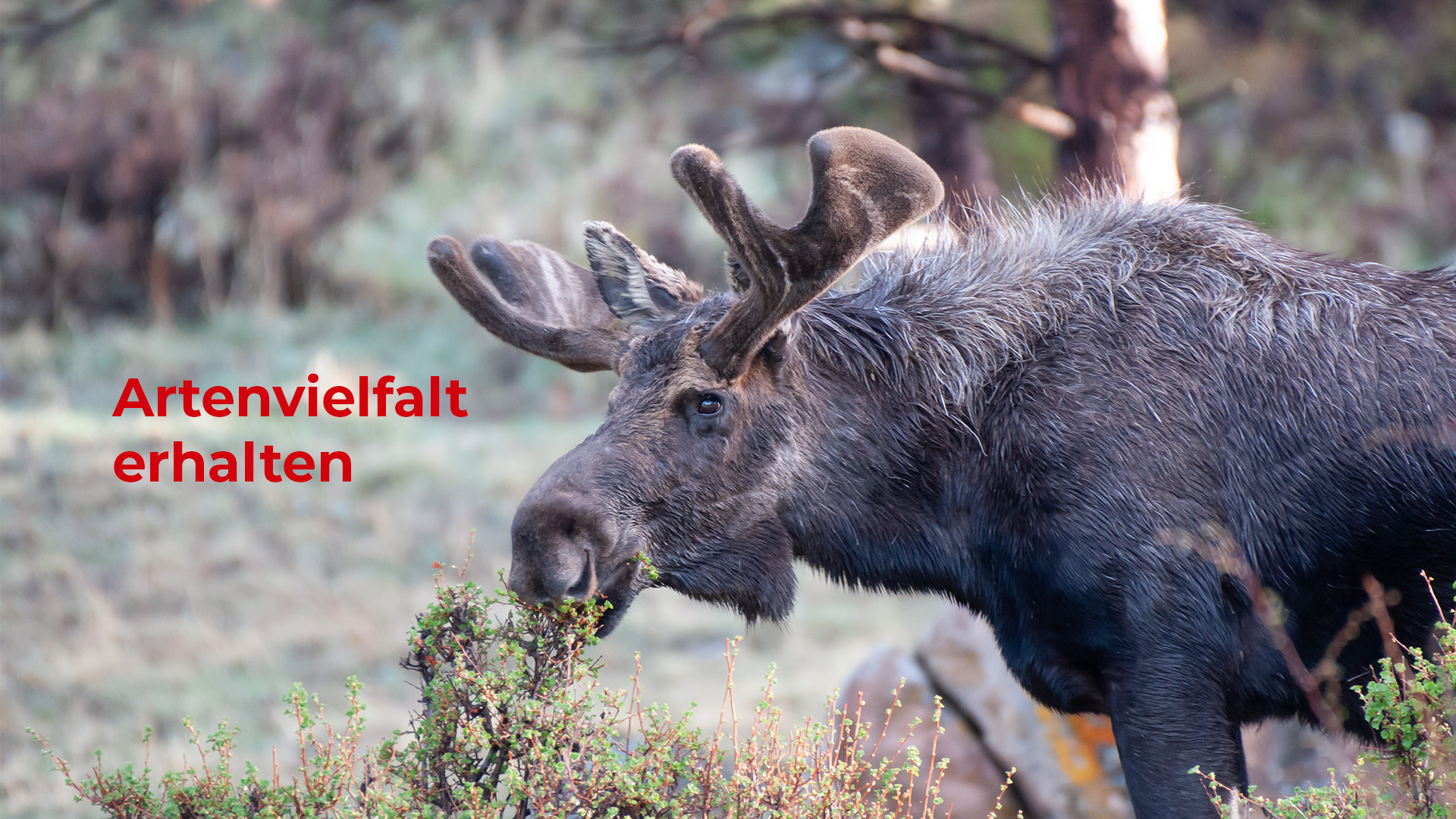 Bild Artenvielfalt erhalten