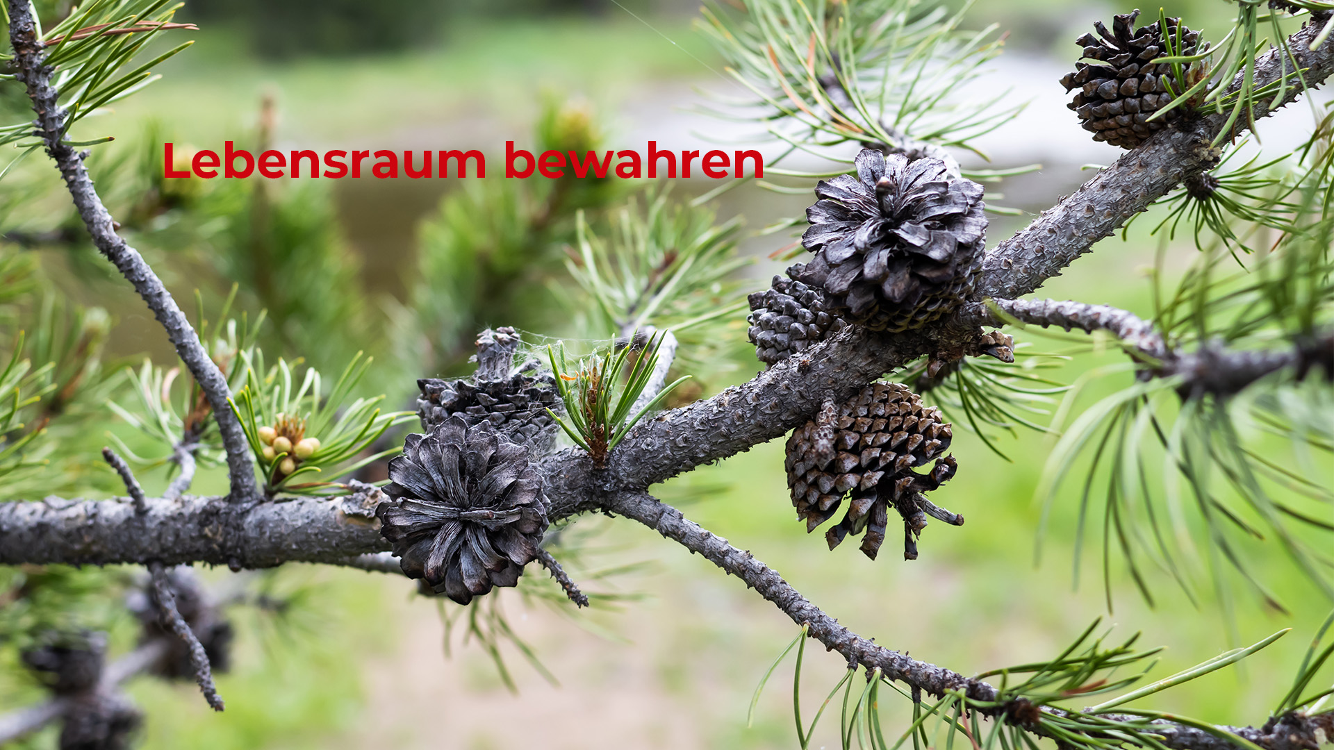 Bild Lebensraum bewahren